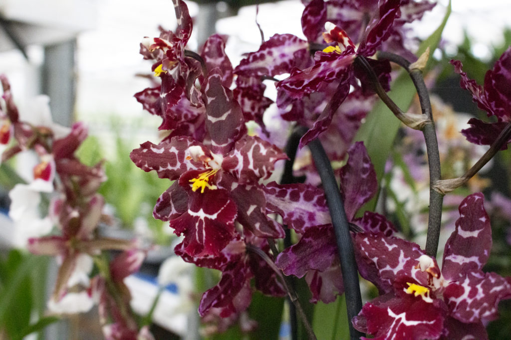 Types of Orchids at orchid grower Inca Orchids