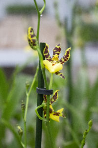 Orchidee in orchideeënkwekerij Inca Orchids