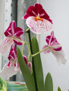 Special type of orchid at orchid grower Inca Orchids