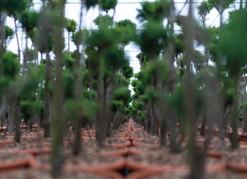 Tree nursery plants in containers