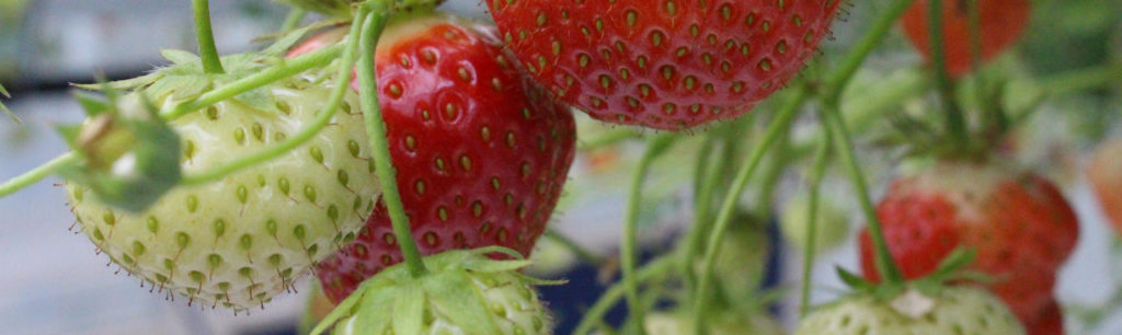 Strawberry fruits on plant