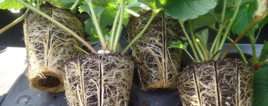Plant roots during tests to determine the right substrate to fight phytophthora.