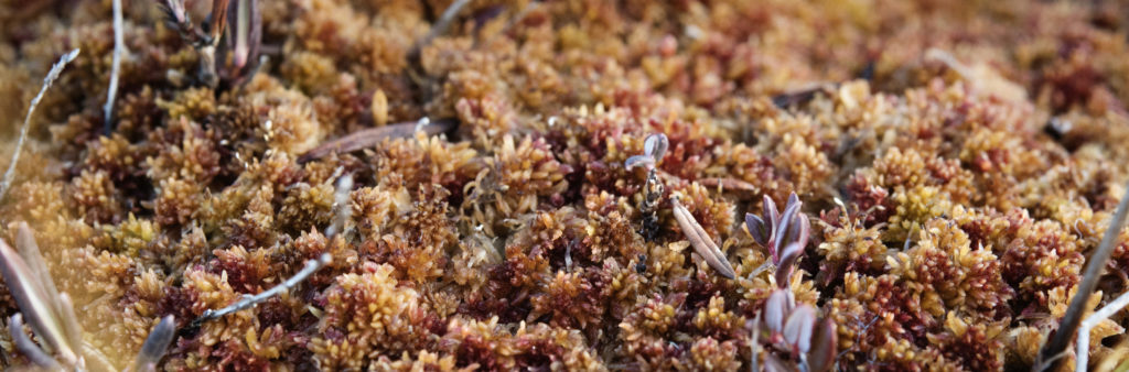 BVB Accretio sphagnum moss growing 