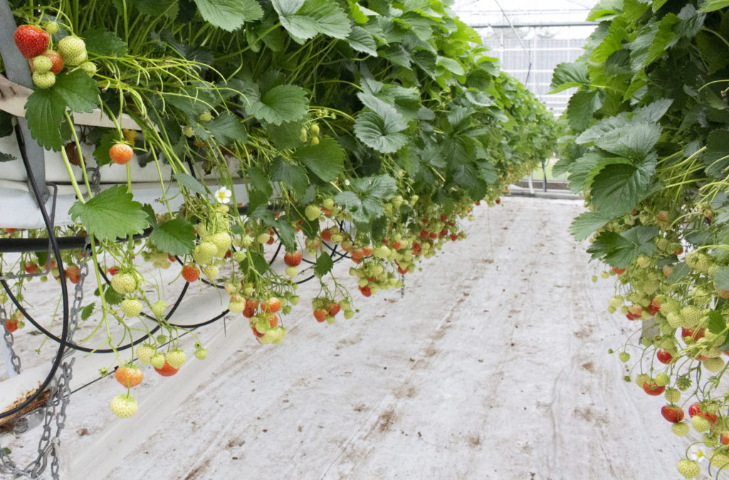 Strawberry plants in growing media