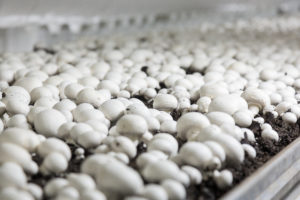 Mushrooms BVB Substrates