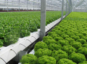 Lettuce growing in automated processess NFT