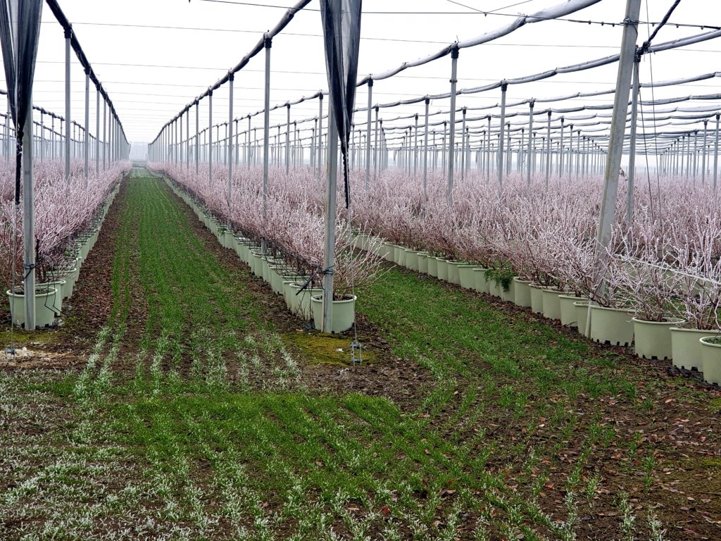 Blueberry farm during frost Berry Blue in Serbia