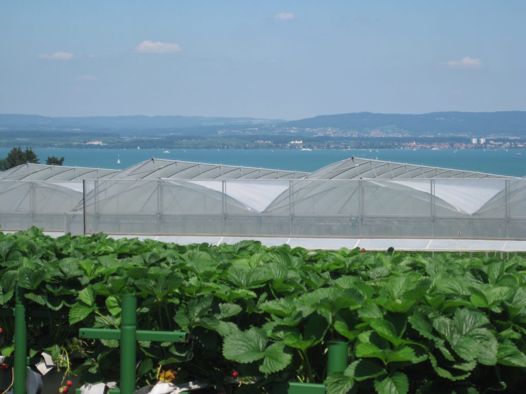 Reference story Knup Beeren strawberry farm