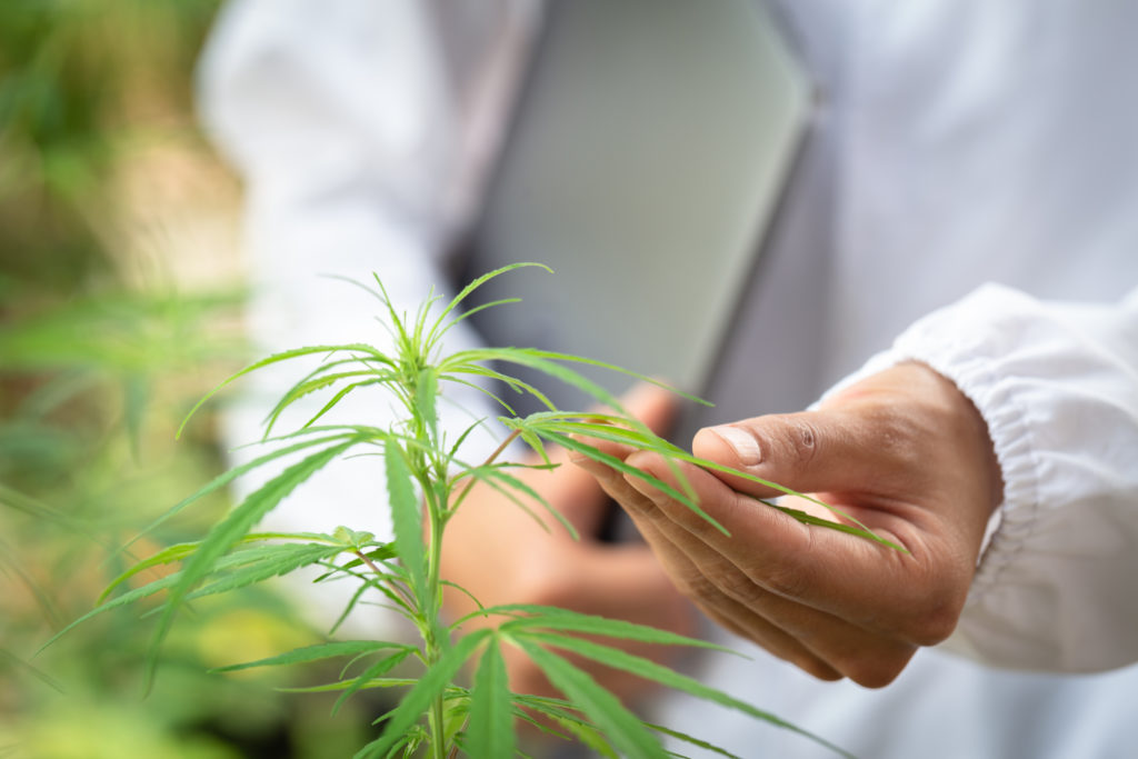 Medicinal Cannabis grower