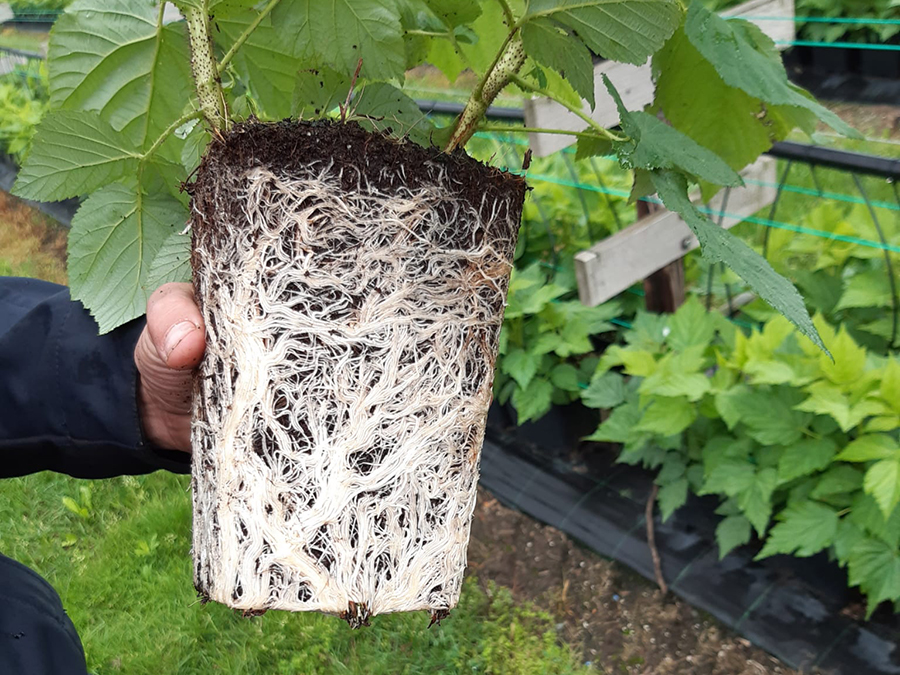 Raspberry Green rooting in 4,7L pot