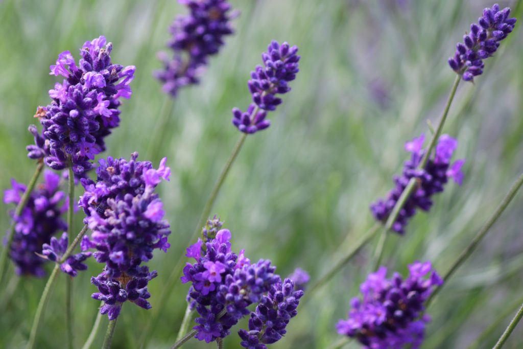 Tree nursery lavender