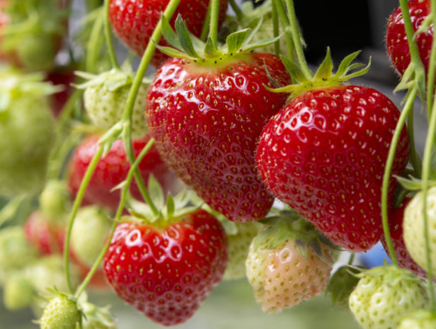 Fresh tasty ripe red and unripe green strawberries growing on strawberry farm