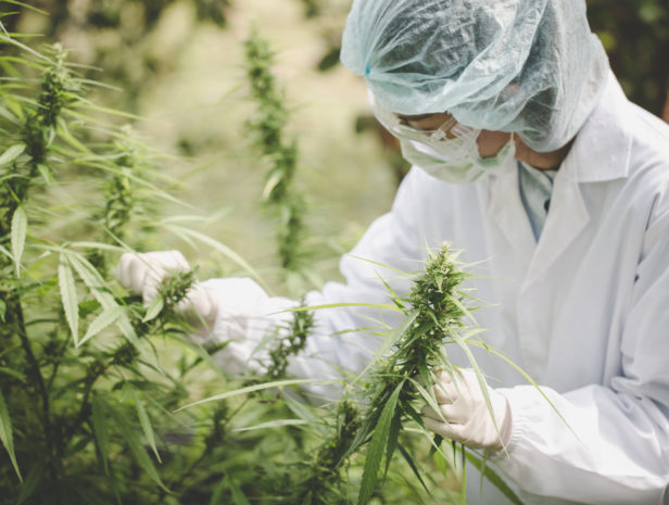 Portrait of scientist checking hemp plants and cannabis flowers in a greenhouse. Concept of herbal alternative medicine, cbd oil, pharmaceptical industry. Vintage tone
