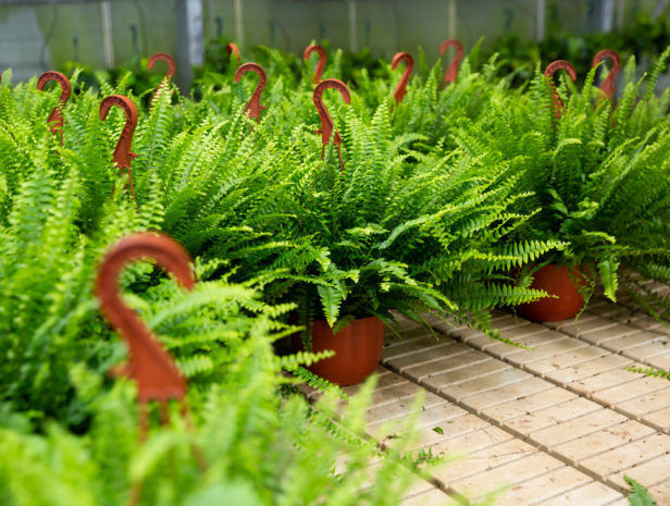 Flowering plants fern cultivated in modern orangery