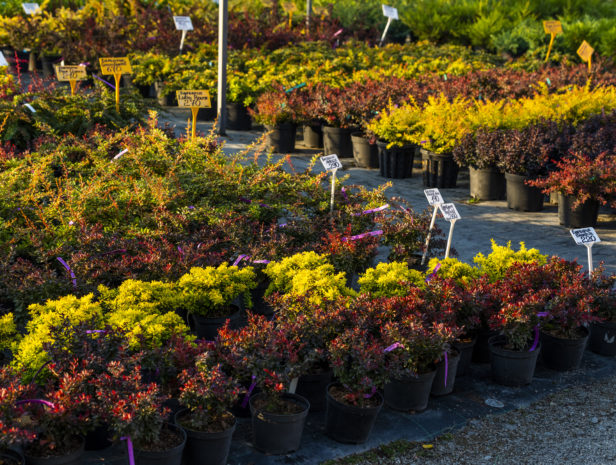 barberry shrubs for landscape gardening and planted in tubs outdoors in the garden center