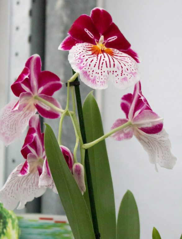 orchid