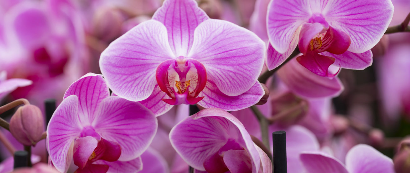 closeup of flowering pink orchids in dutch greenhouse