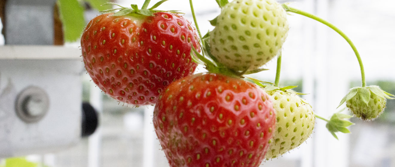 Methods for growing strawberries in growing media BVB Substrates