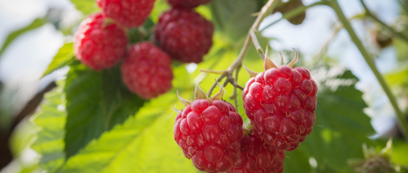 Producing Long Cane Raspberries in growing media BVB Substrates