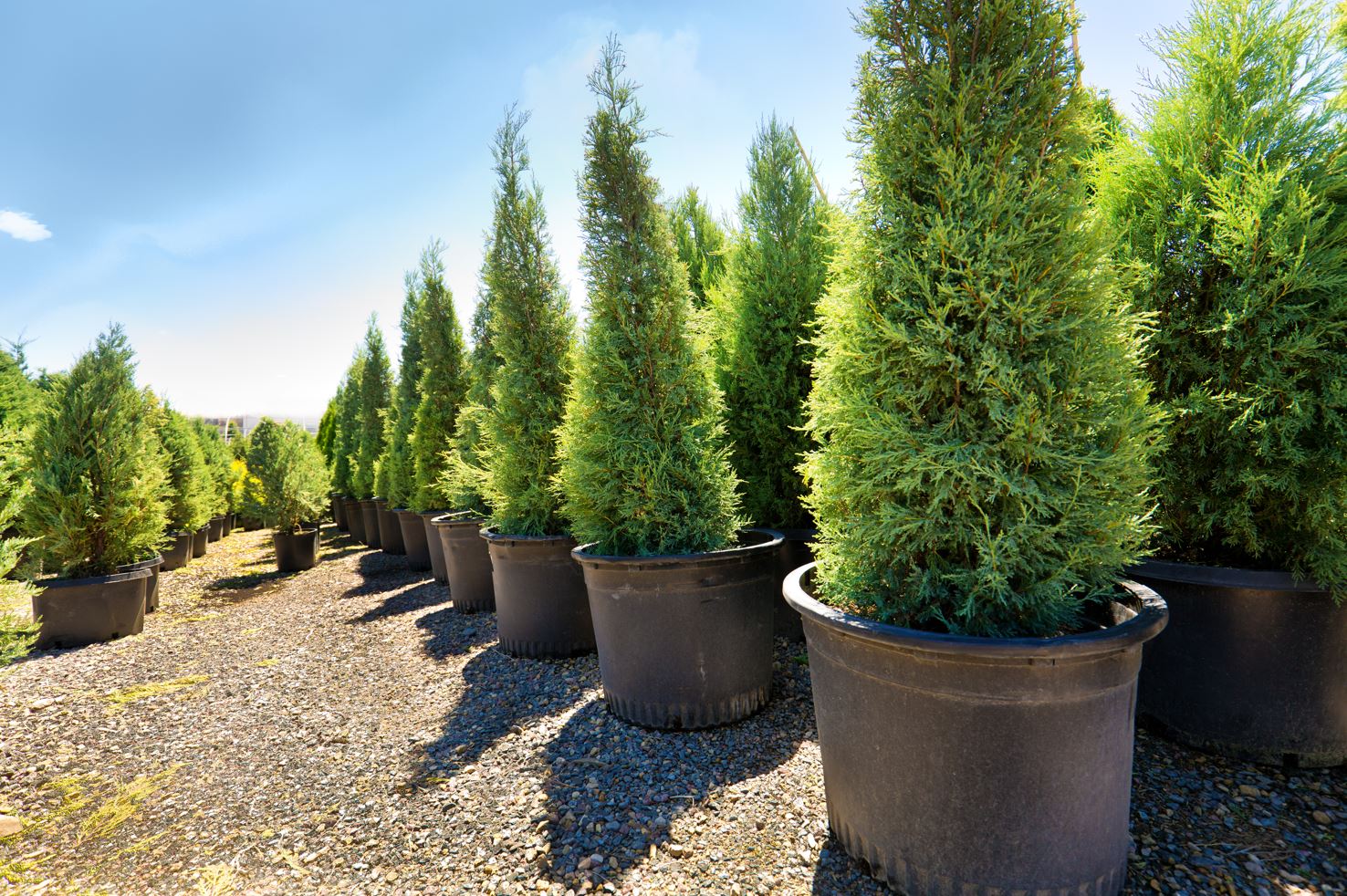 Tree nursery conifers