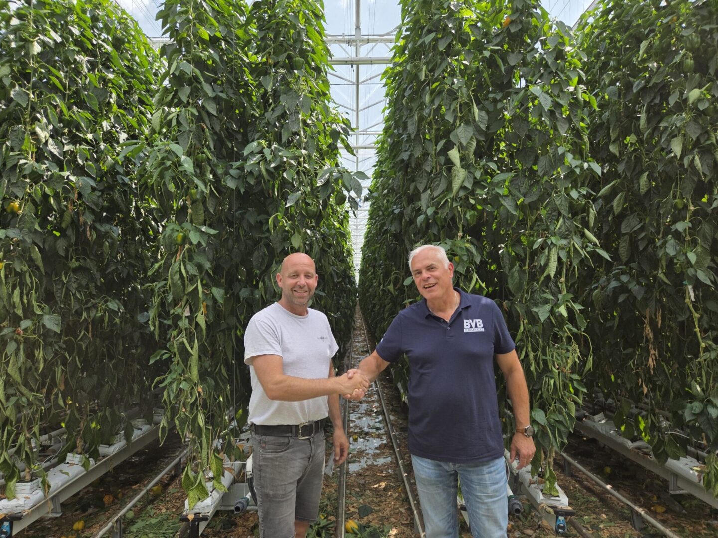 2 mannen schudden de hand in paprika kas