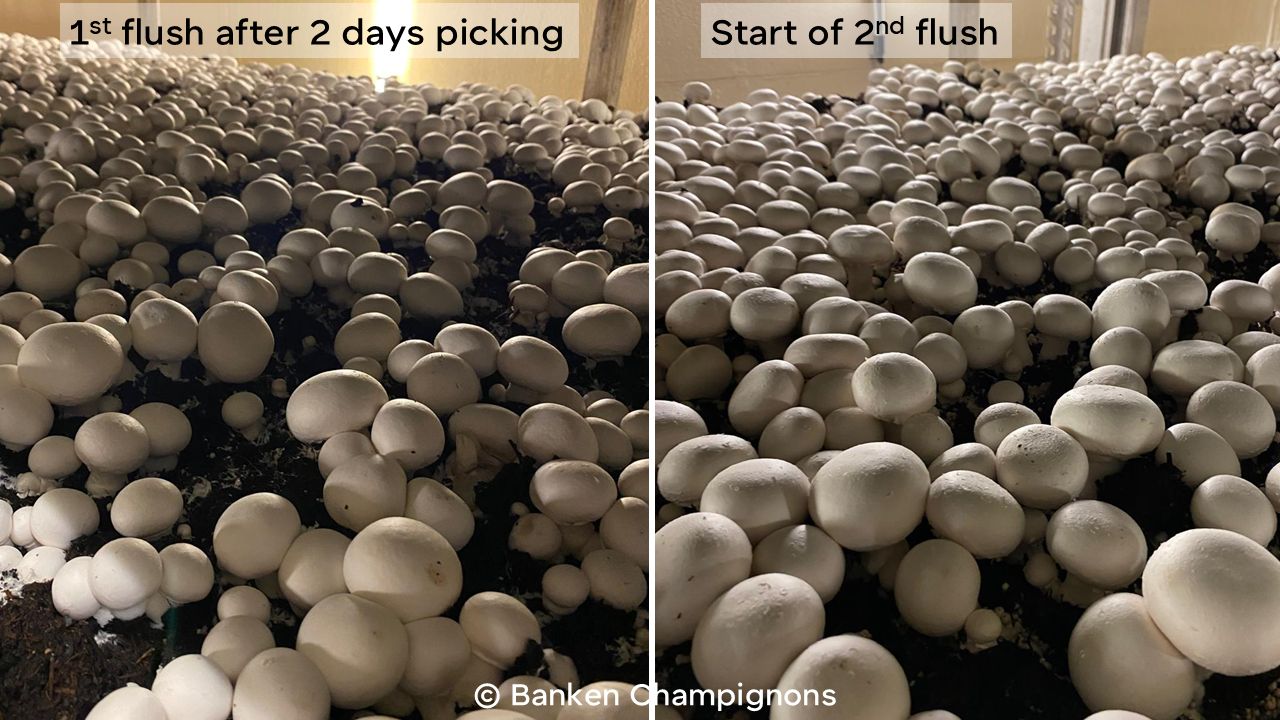 Mushroom in casing soil