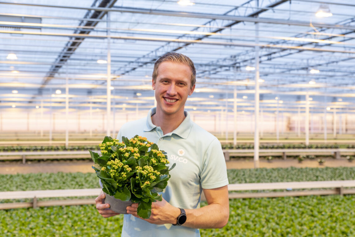 Kalanchoe plant grown in a greenhouse, held above uniform rows of ornamental crops cultivated in a reed canary grass substrate mix.