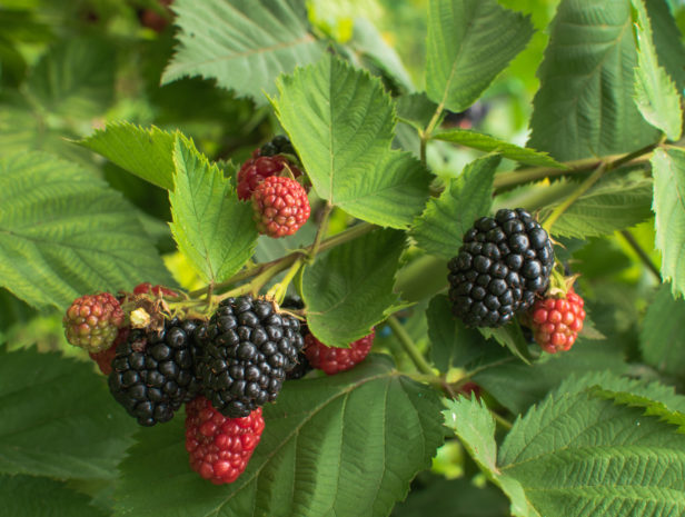 planta de moras