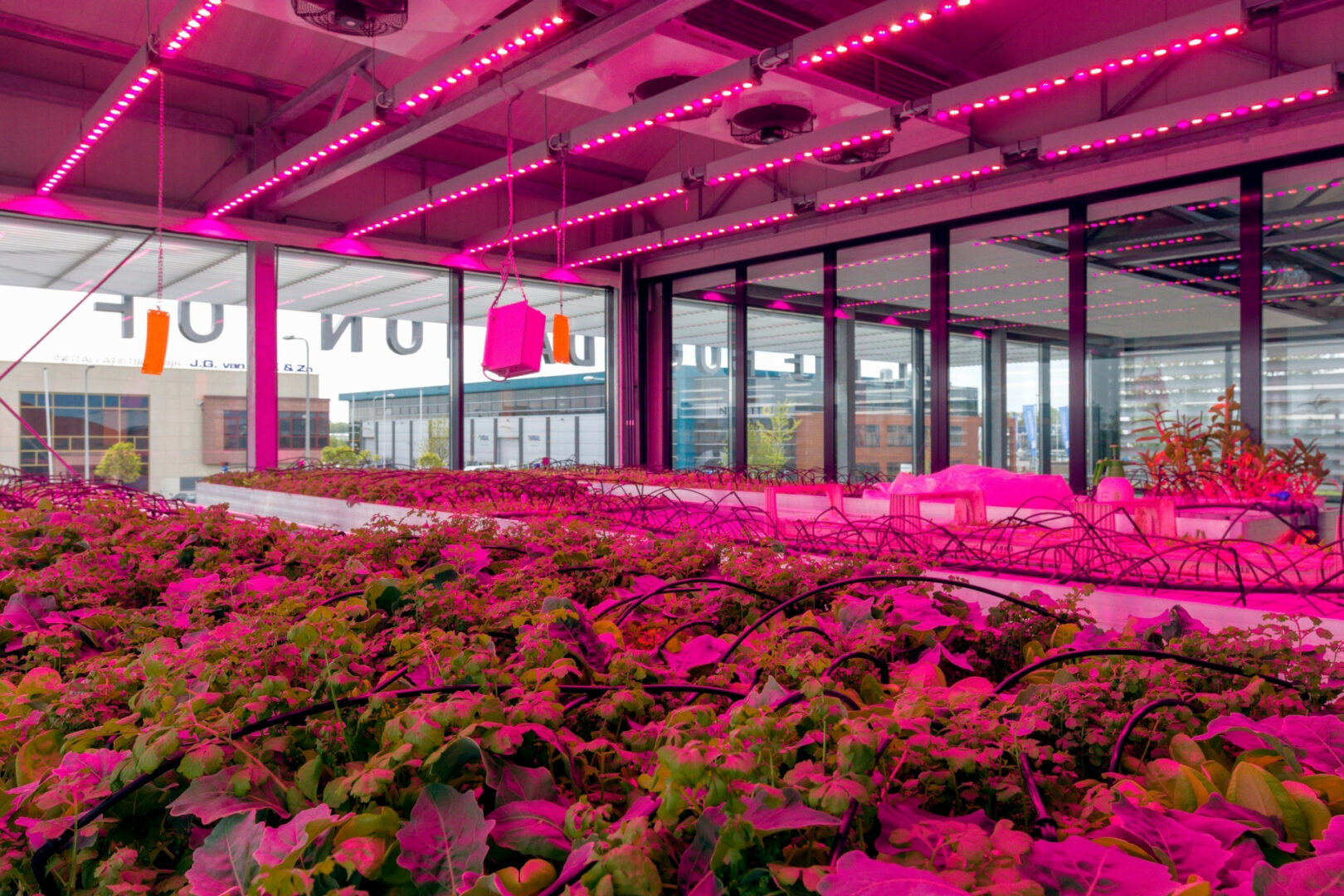 Versuchsgewächshaus in De Lier, Niederlande, mit Blattgemüsekulturen unter LED-Beleuchtung und Bewässerungssystemen.